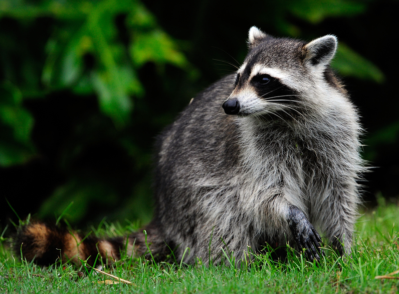 Pictured: Promotional still from the upcoming Rocket: A Raccoon’s Story